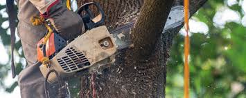 Tree and Shrub Care in North Fort Myers, FL